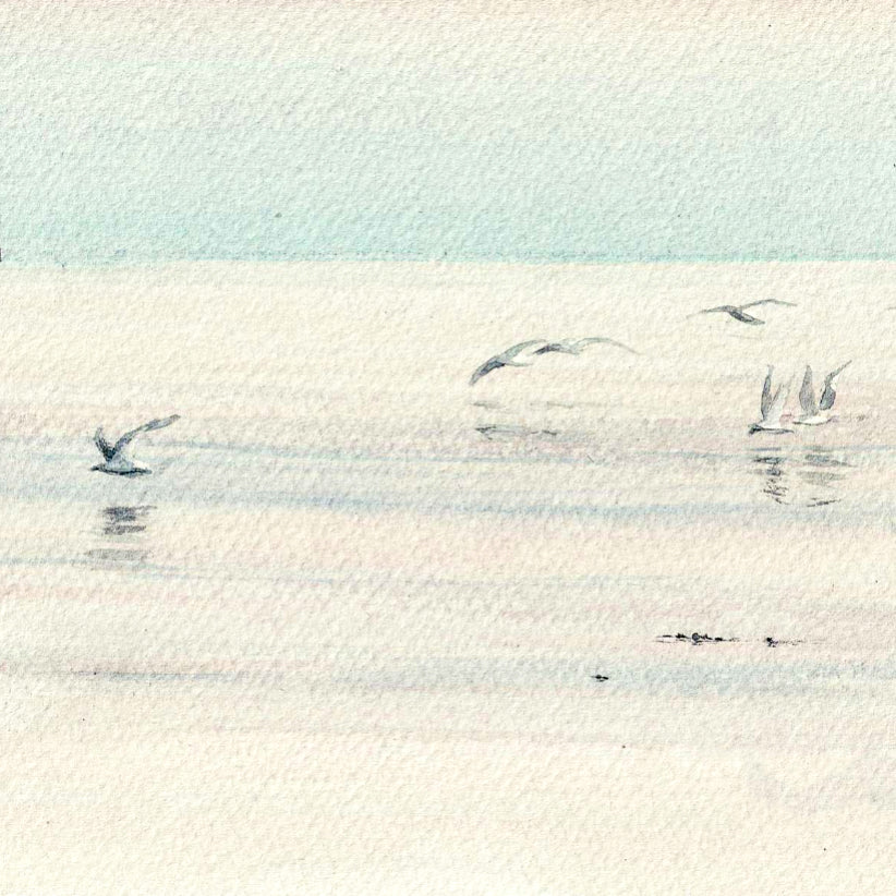 Seagulls Fishing