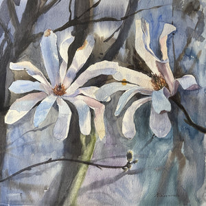 Magnolia in Soft Light: signed original watercolour on paper showing two pale magnolia flowers among dark branches; 40 × 40 cm.
